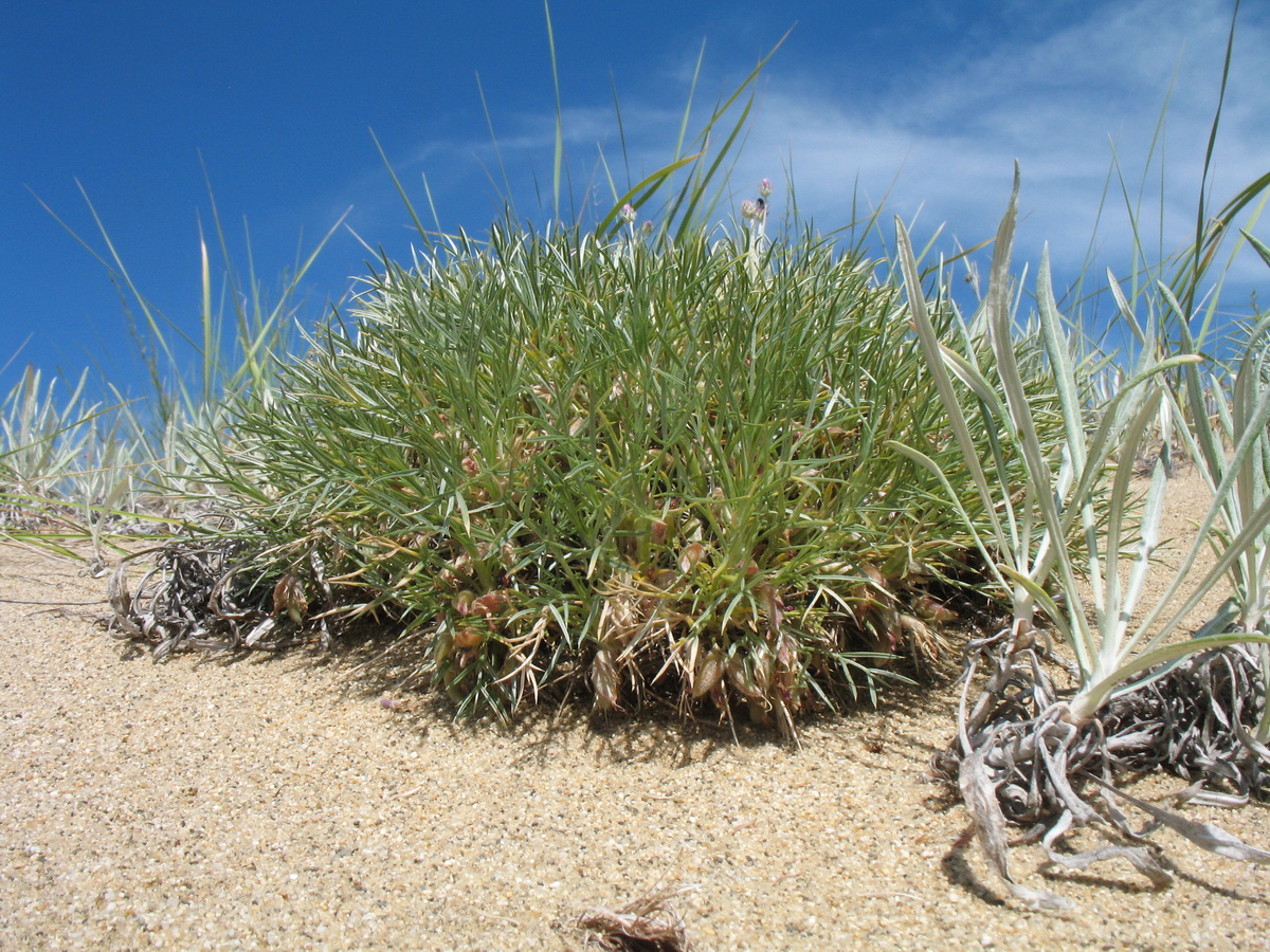 Image of Oxytropis aciphylla specimen.