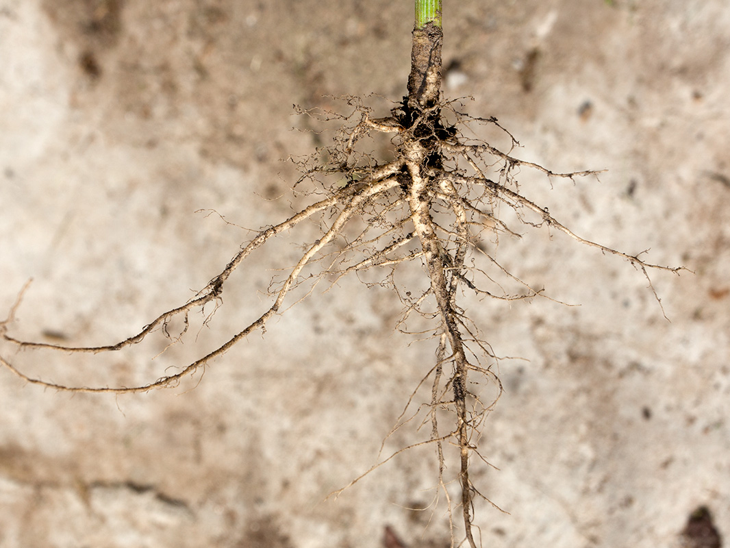 Изображение особи Anethum graveolens.