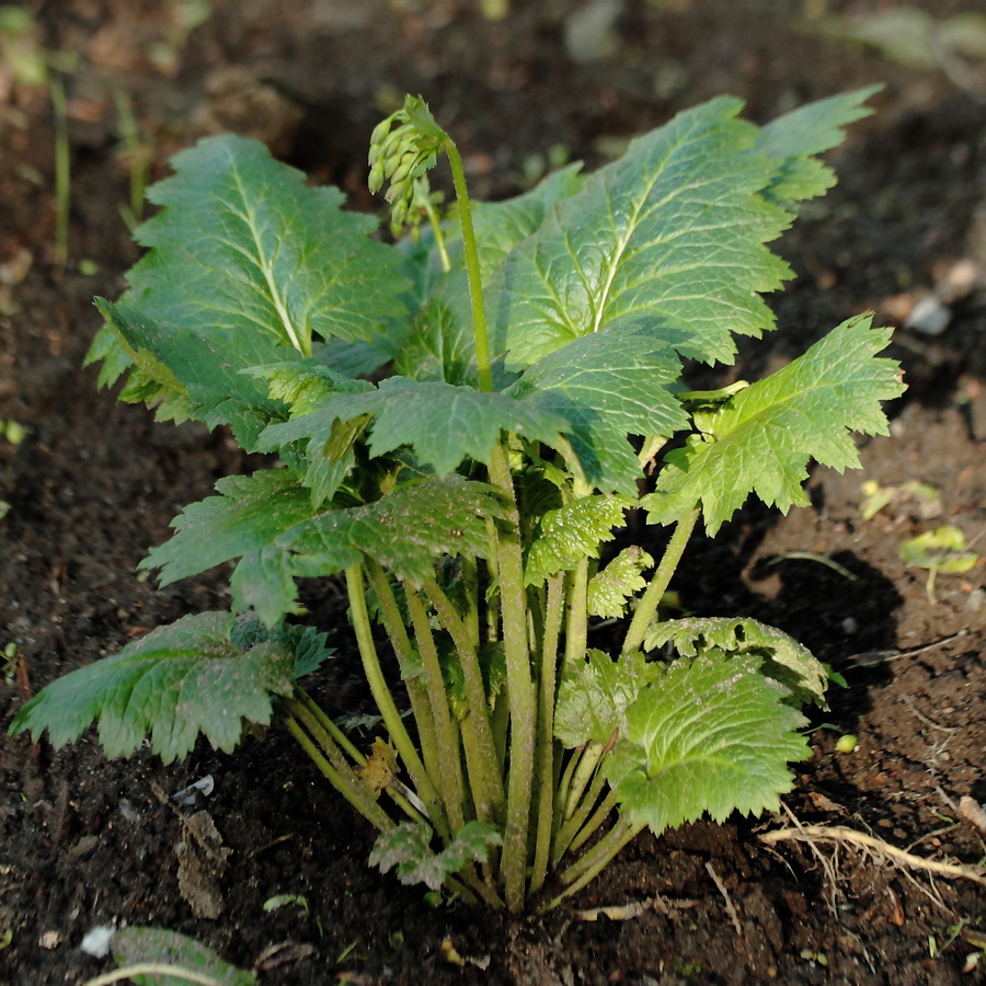 Image of Cortusa matthioli specimen.