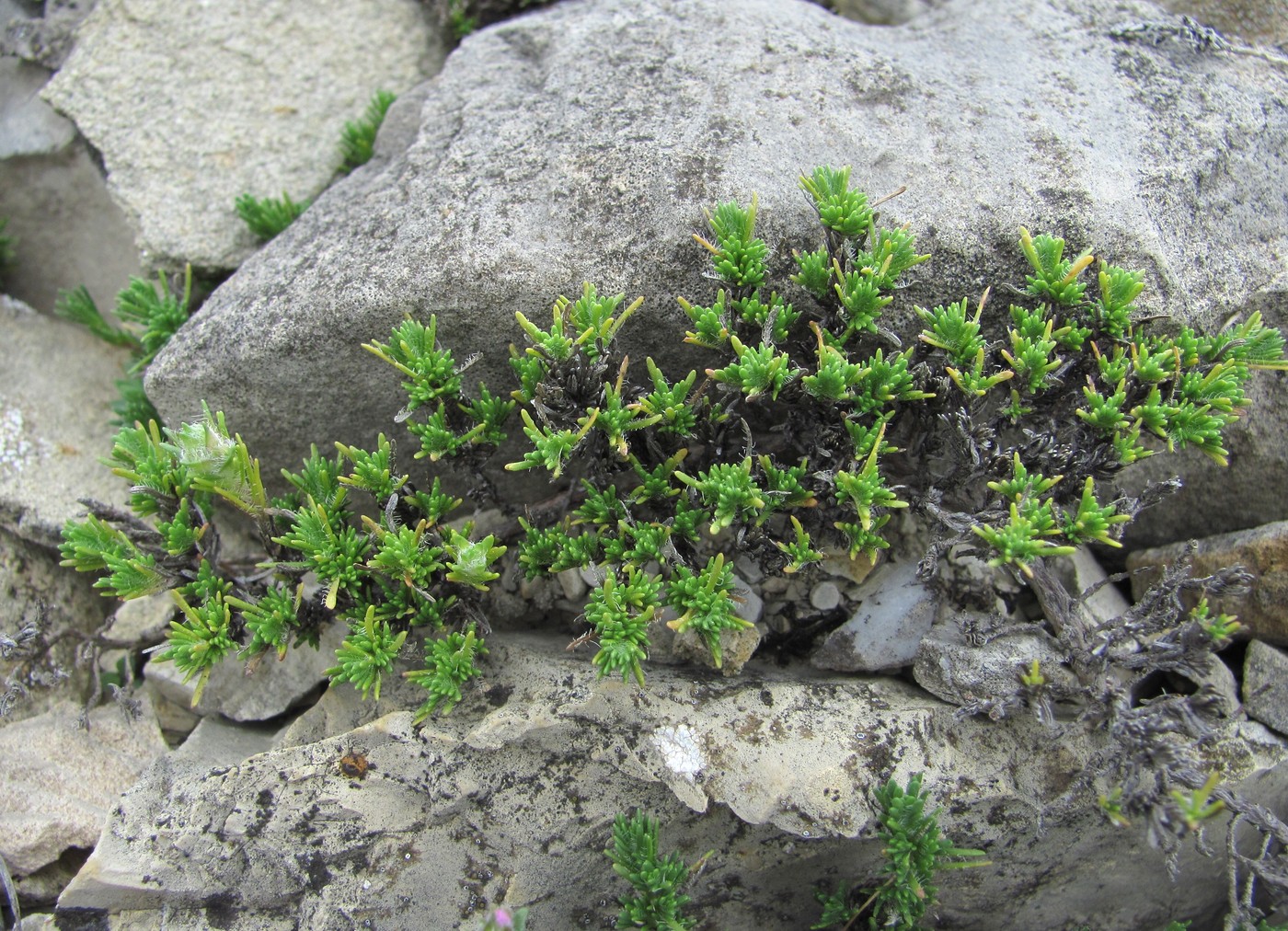 Image of Thymus helendzhicus specimen.