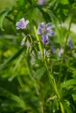 Geranium asiaticum