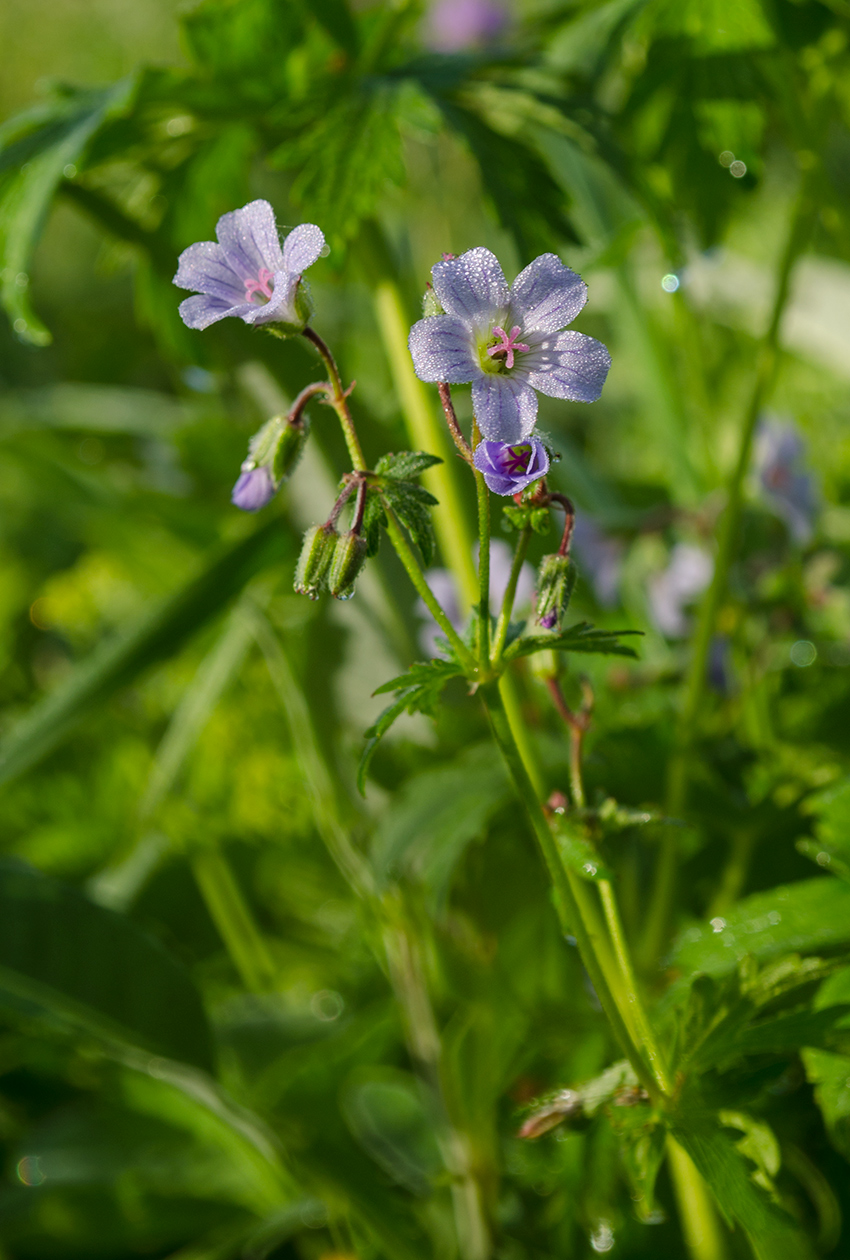 Image of Geranium asiaticum specimen.