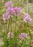 Allium cretaceum