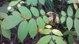 Juglans mandshurica