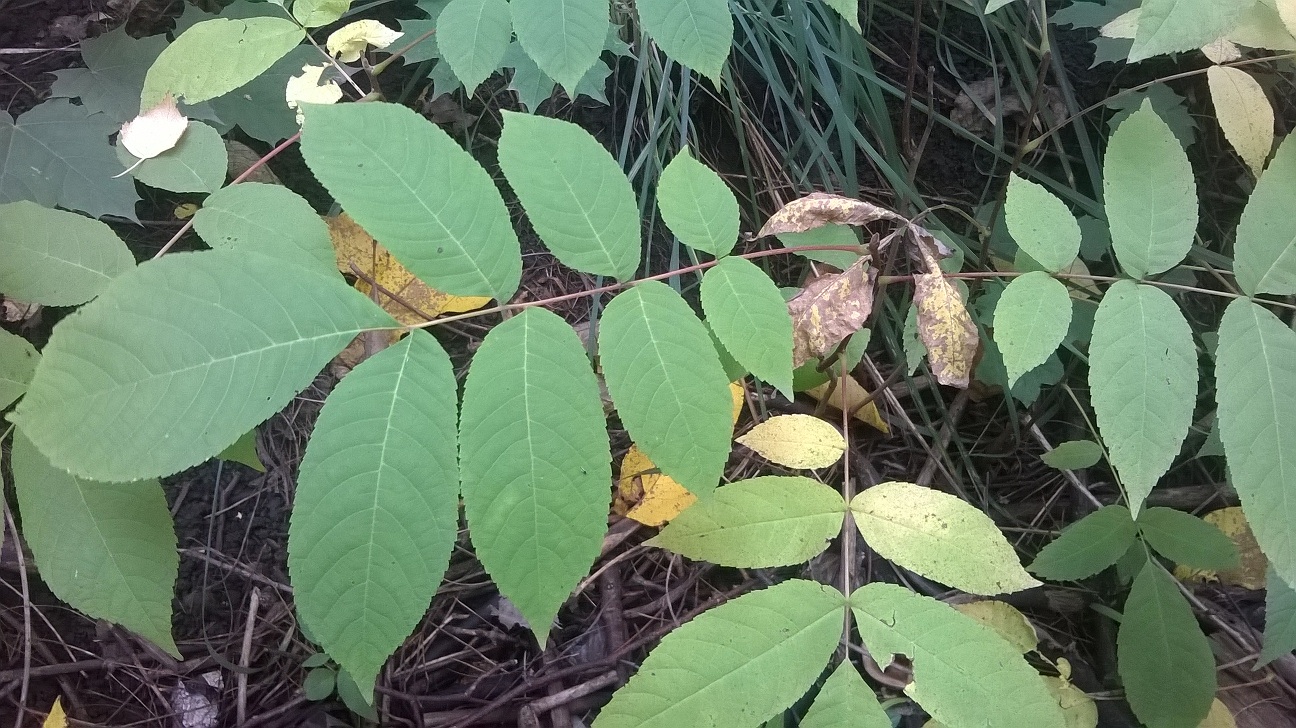 Image of Juglans mandshurica specimen.