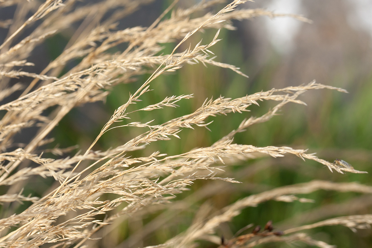 Image of Agrostis straminea specimen.