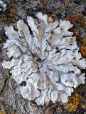 Physcia biziana