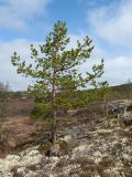 Pinus friesiana