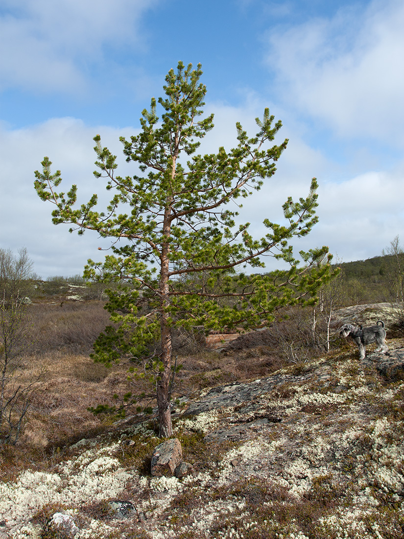 Изображение особи Pinus friesiana.