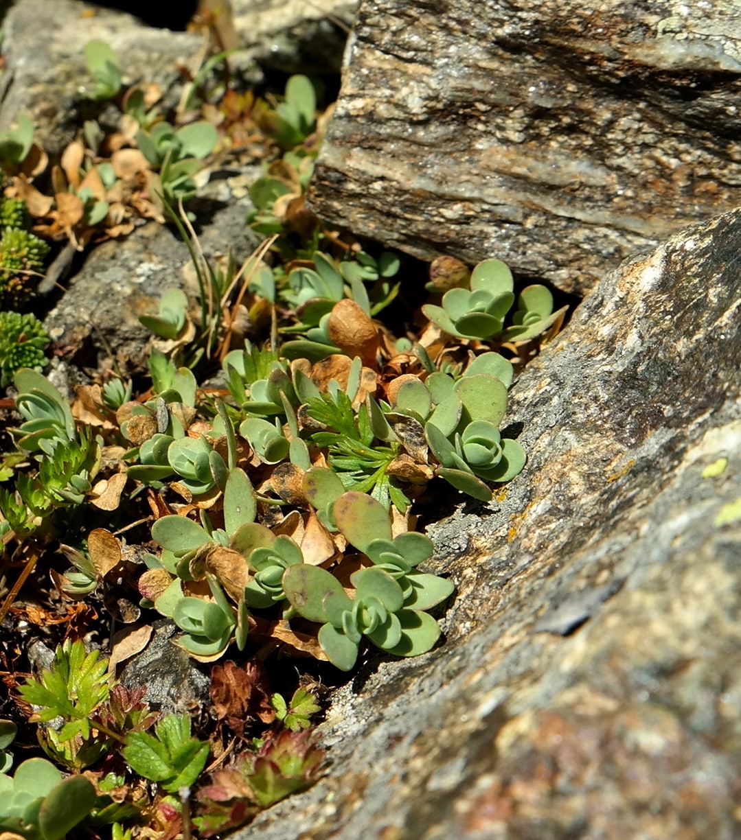 Image of Eunomia rotundifolia specimen.