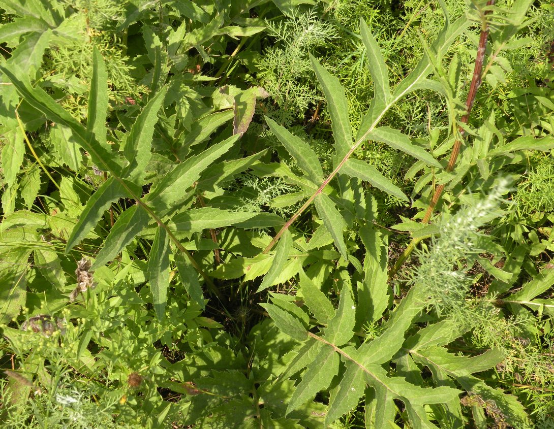 Изображение особи Serratula coronata.