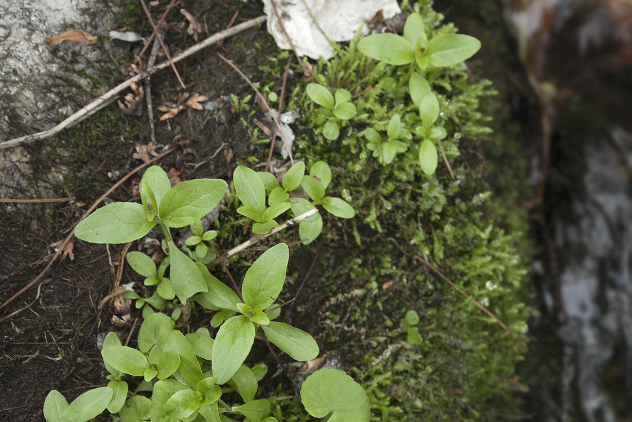 Image of genus Epilobium specimen.
