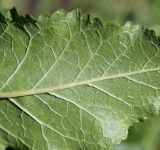 Verbascum lychnitis