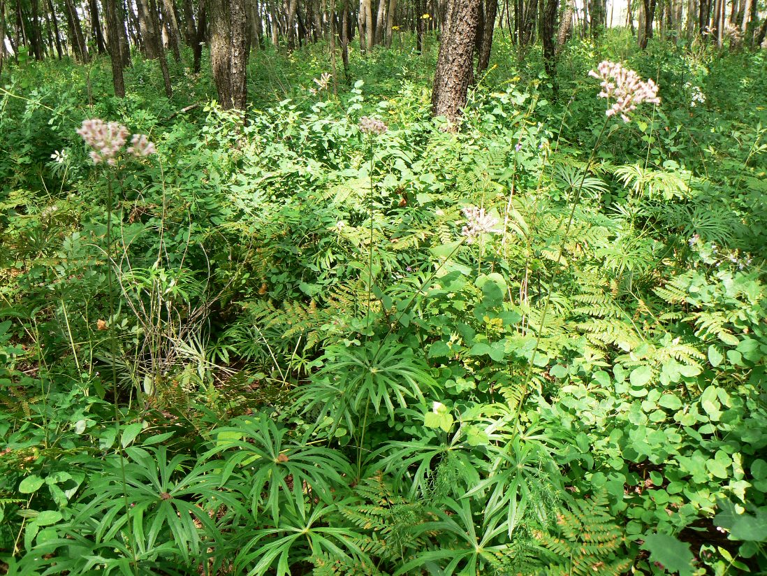 Изображение особи Syneilesis aconitifolia.