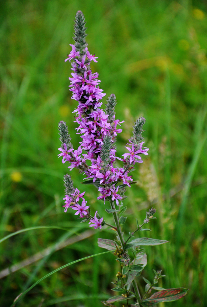 Изображение особи Lythrum salicaria.