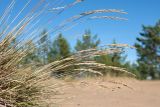 Festuca ovina