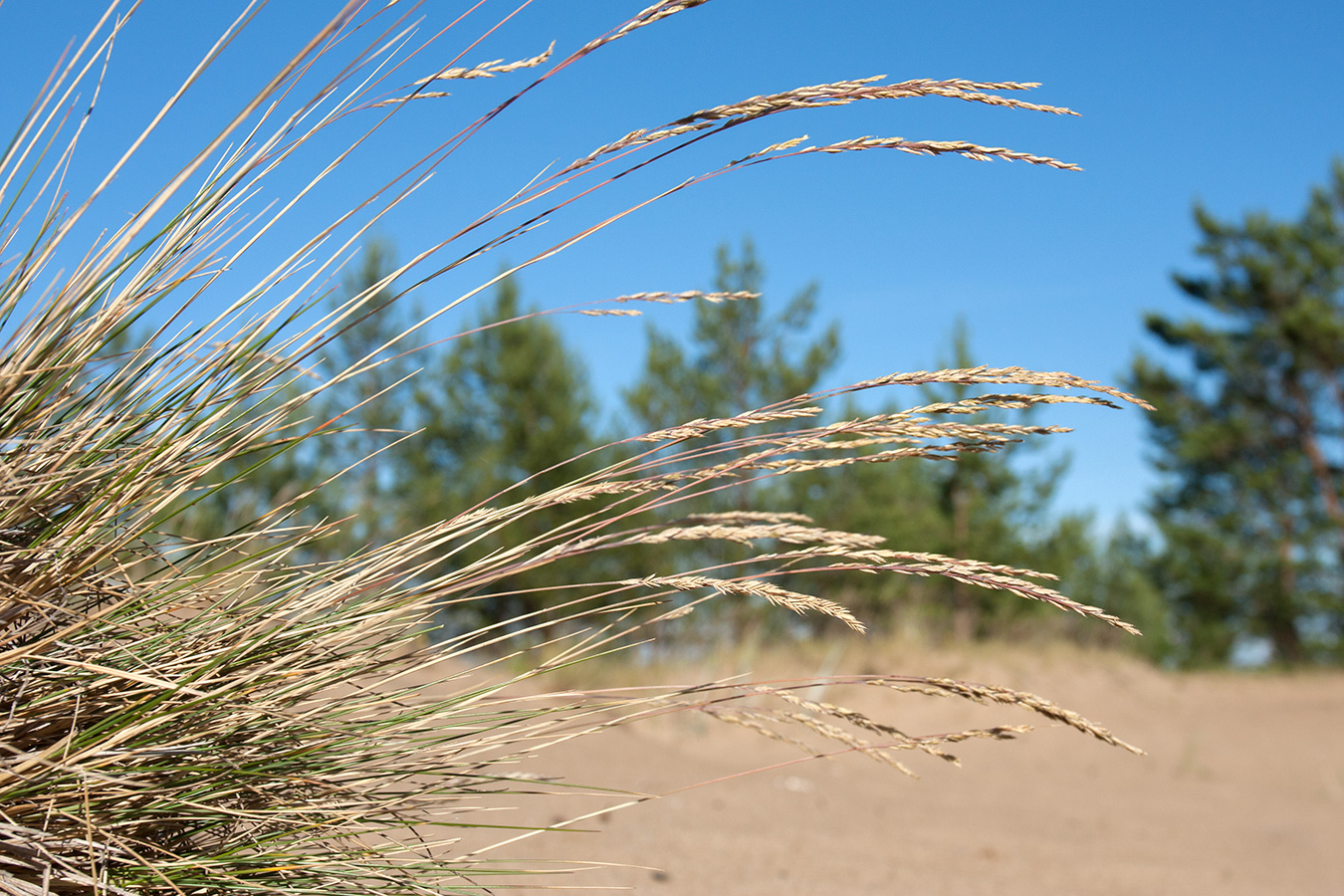 Image of Festuca ovina specimen.