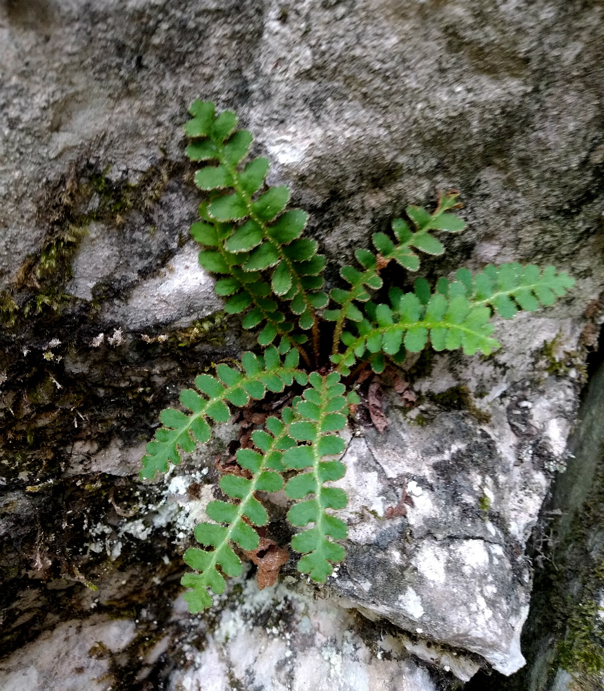 Image of Ceterach officinarum specimen.