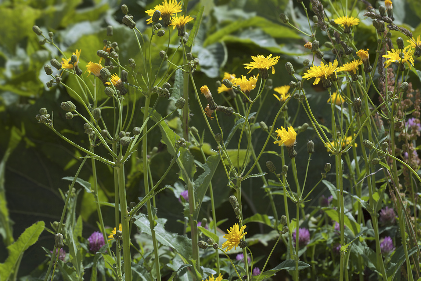 Image of Sonchus arvensis specimen.