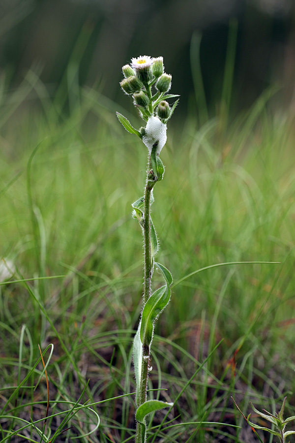 Image of Erigeron acris specimen.