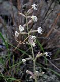 Silene quadriloba
