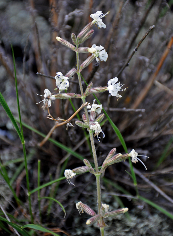 Изображение особи Silene quadriloba.