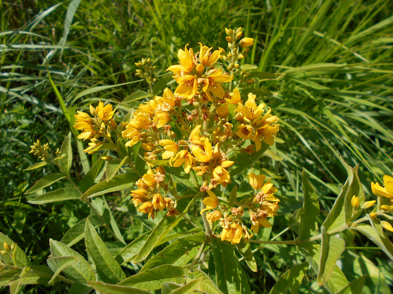 Изображение особи Lysimachia vulgaris.