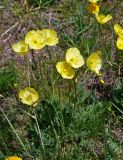 genus Papaver. Цветущее растение. Алтай, Улаганский р-н, окр. с. Акташ, Курайский хребет, гора Лысуха, ≈ 2000 м н.у.м., субальпийский луг. 21.06.2019.