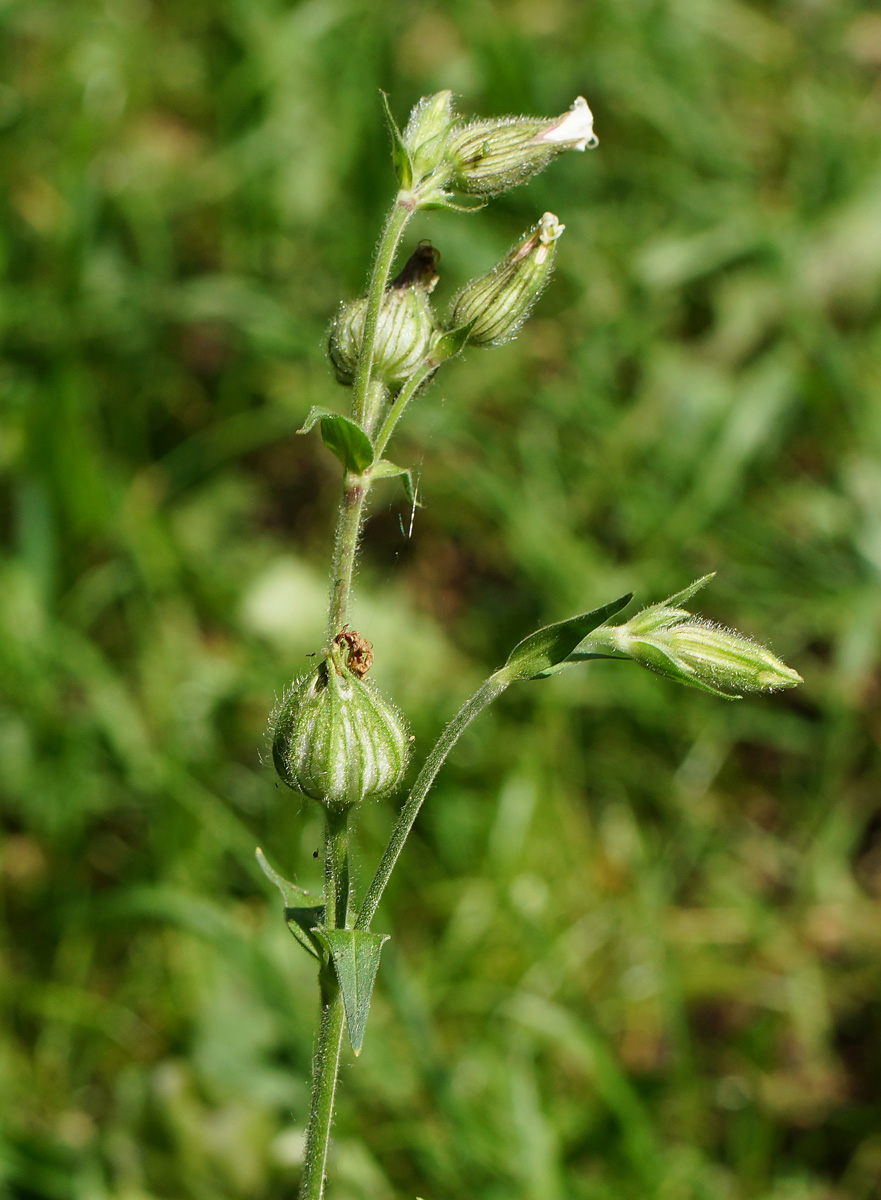 Image of Melandrium album specimen.