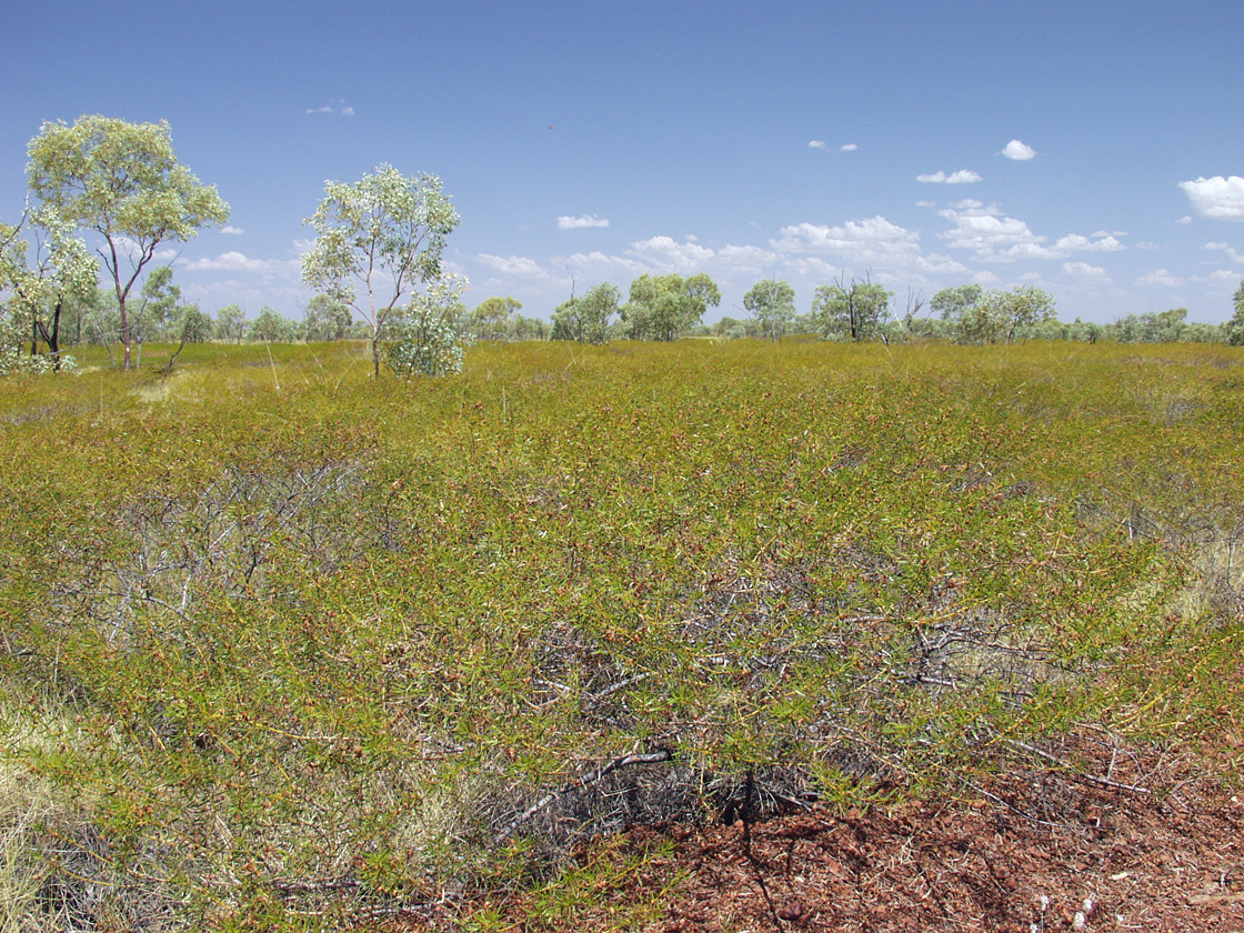 Image of genus Acacia specimen.