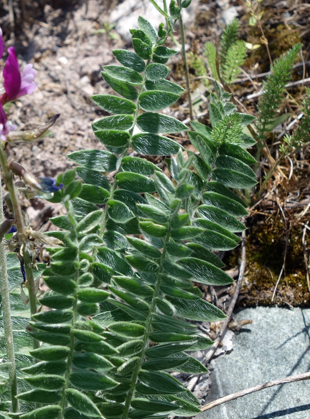 Изображение особи Oxytropis ferganensis.