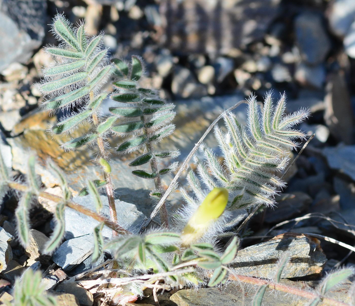 Изображение особи род Astragalus.