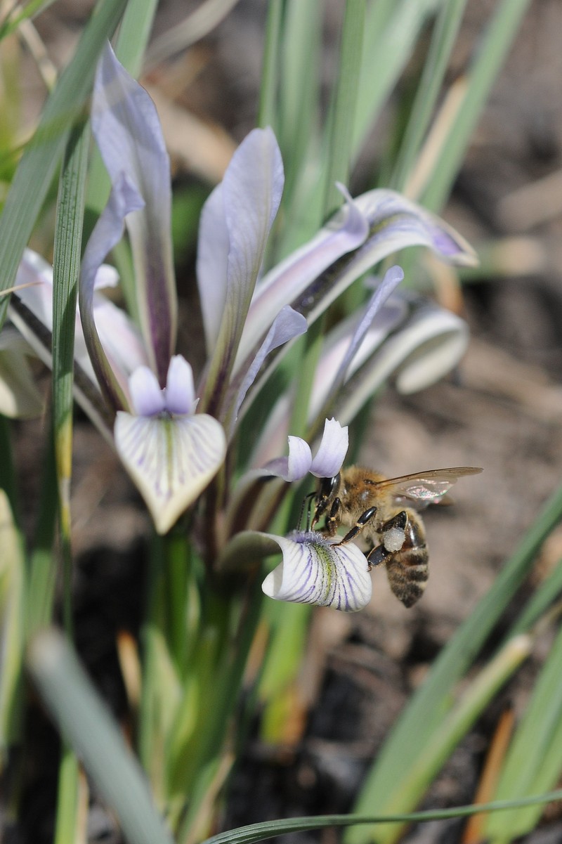 Image of Iris loczyi specimen.