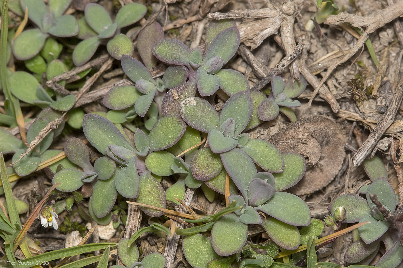 Изображение особи Holosteum umbellatum.