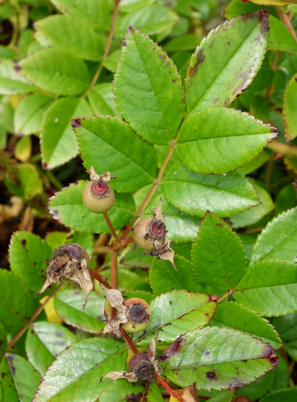 Image of Rosa maximowicziana specimen.