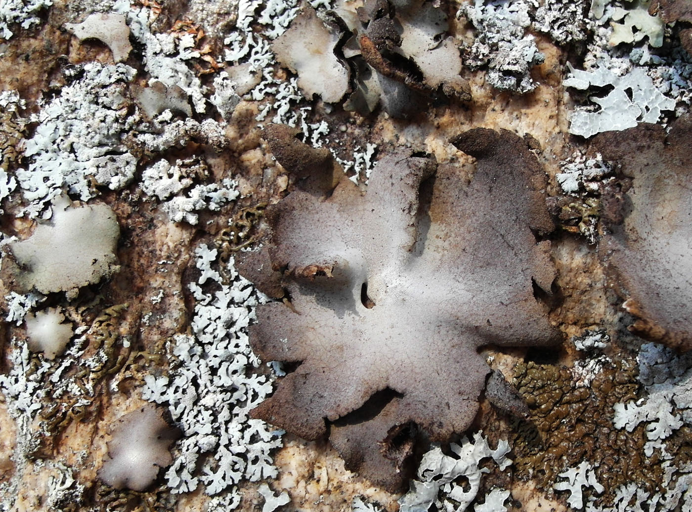 Image of Umbilicaria hirsuta specimen.