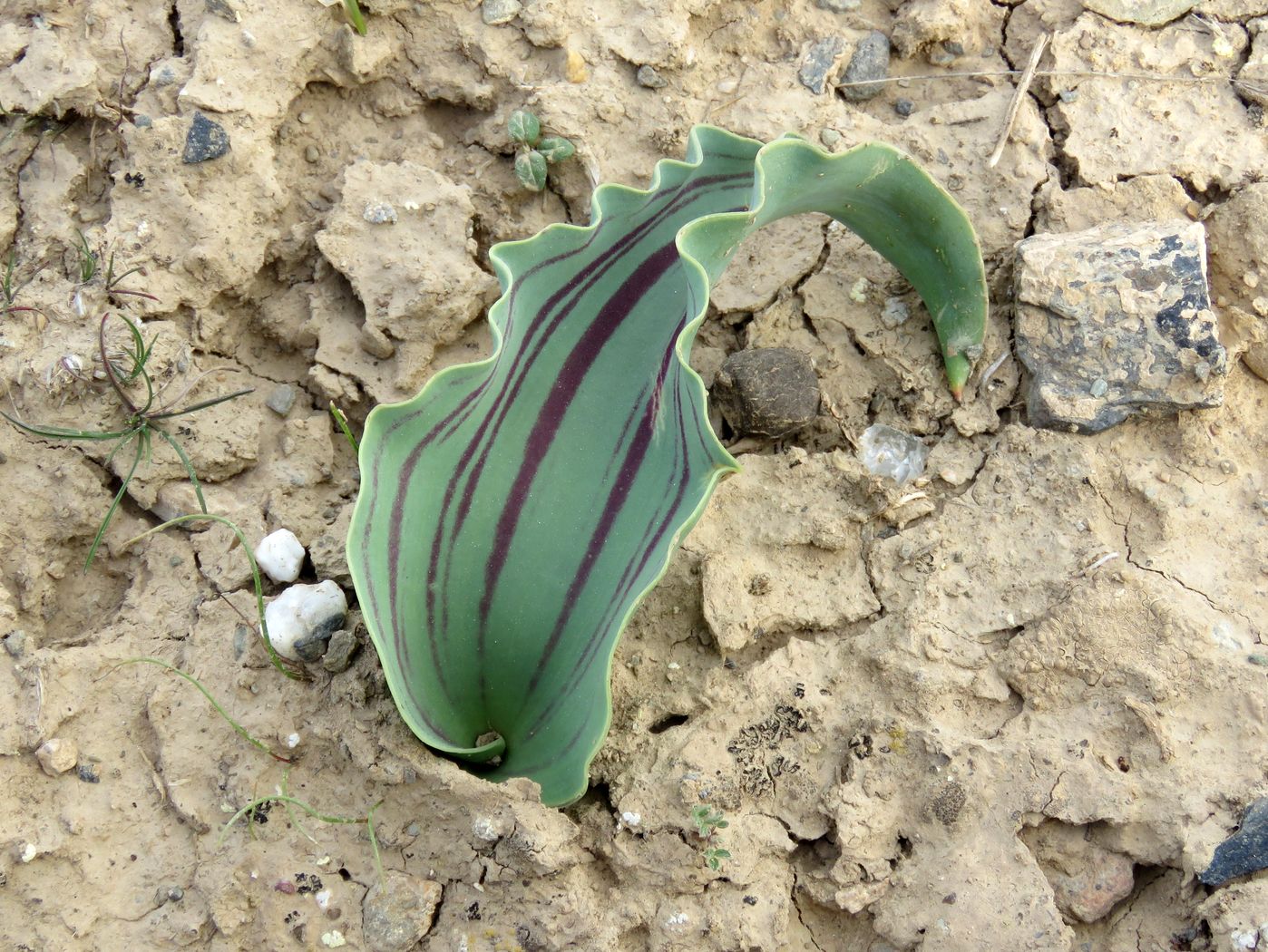 Image of Tulipa micheliana specimen.