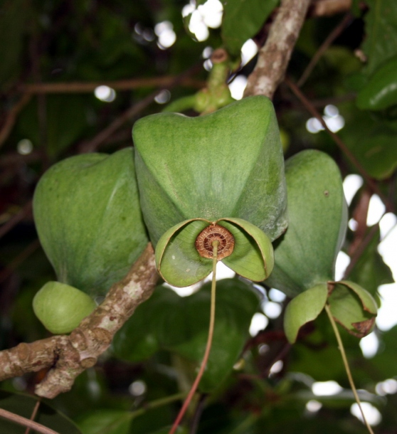 Изображение особи Barringtonia asiatica.