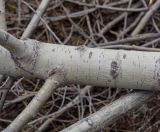 Populus nigra