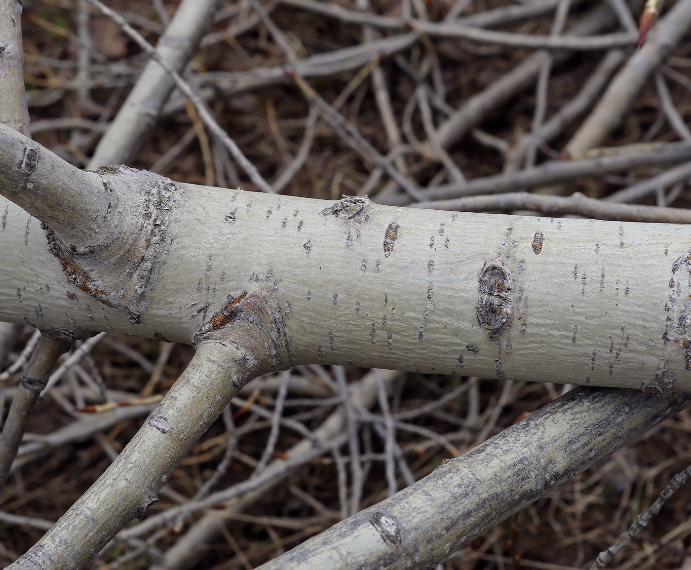 Image of Populus nigra specimen.