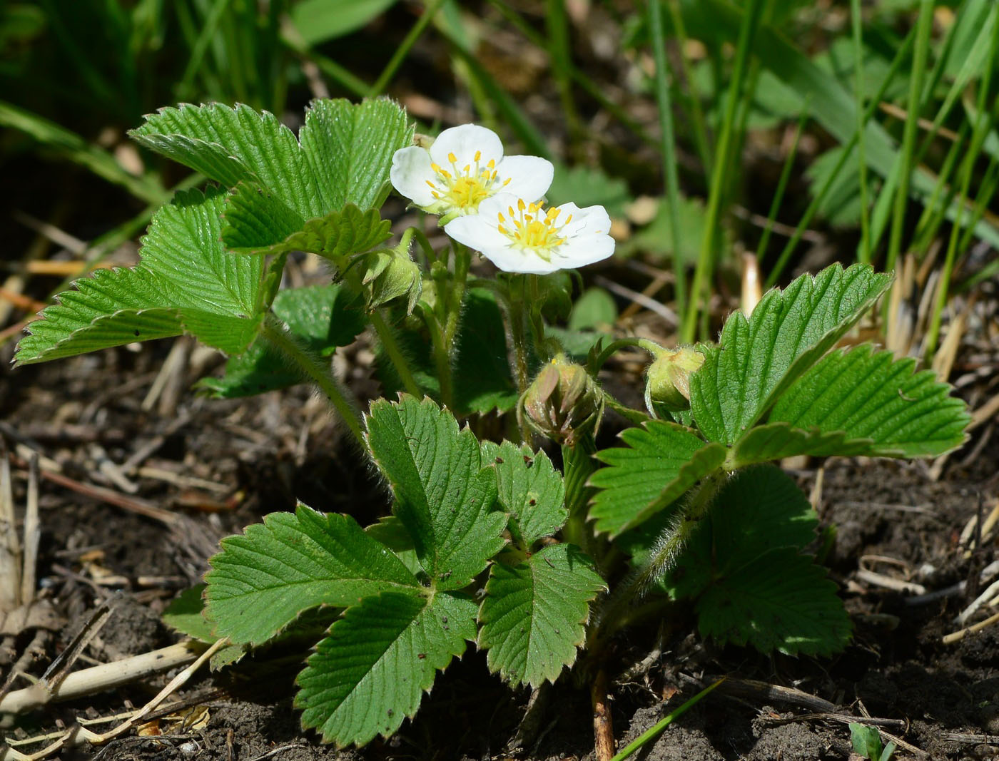 Image of Fragaria viridis specimen.