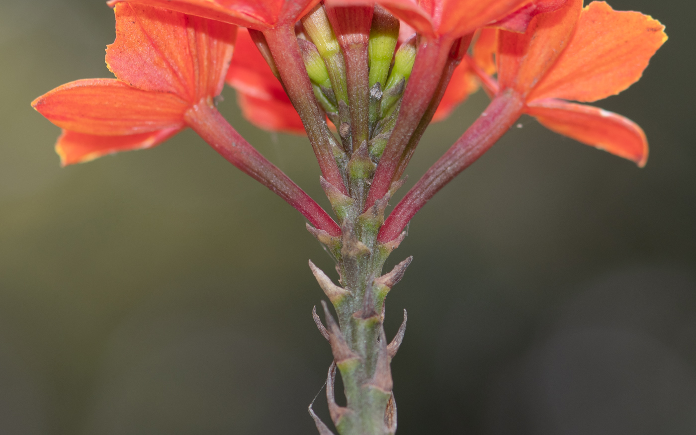 Изображение особи Epidendrum radicans.