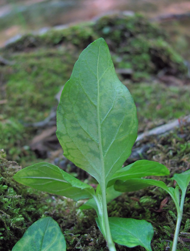Image of Prunella vulgaris specimen.