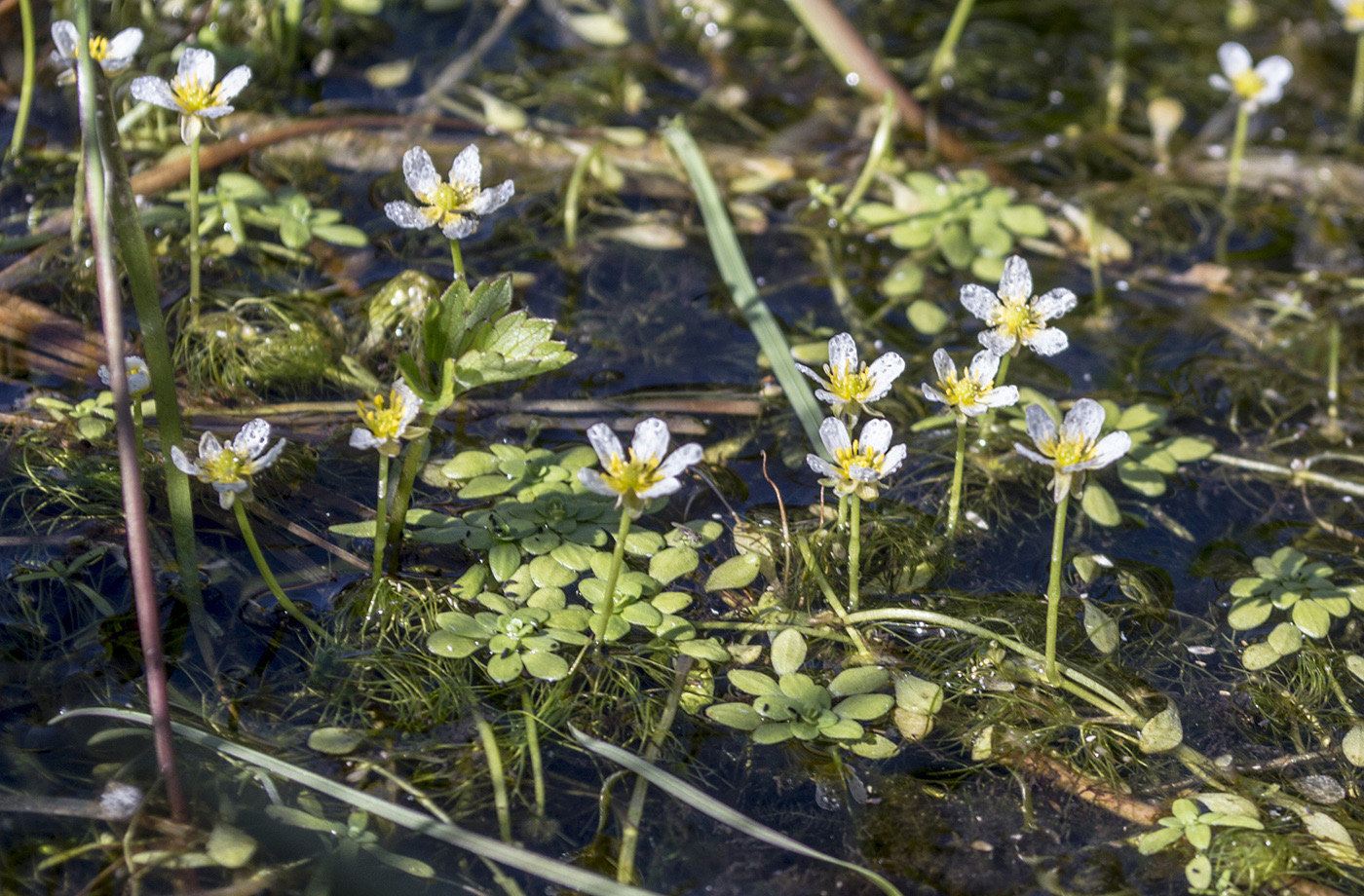 Image of Ranunculus trichophyllus specimen.