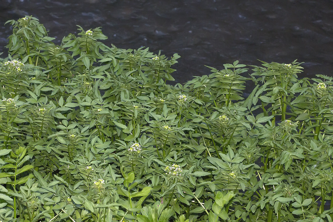 Image of Nasturtium officinale specimen.