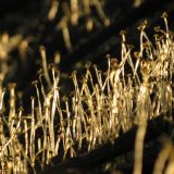 отдел Marchantiophyta