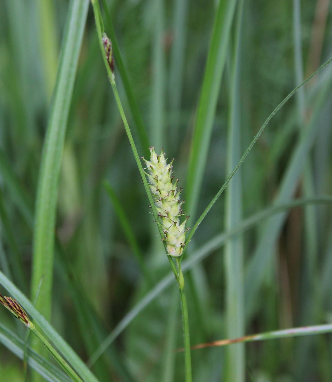 Изображение особи Carex hirta.