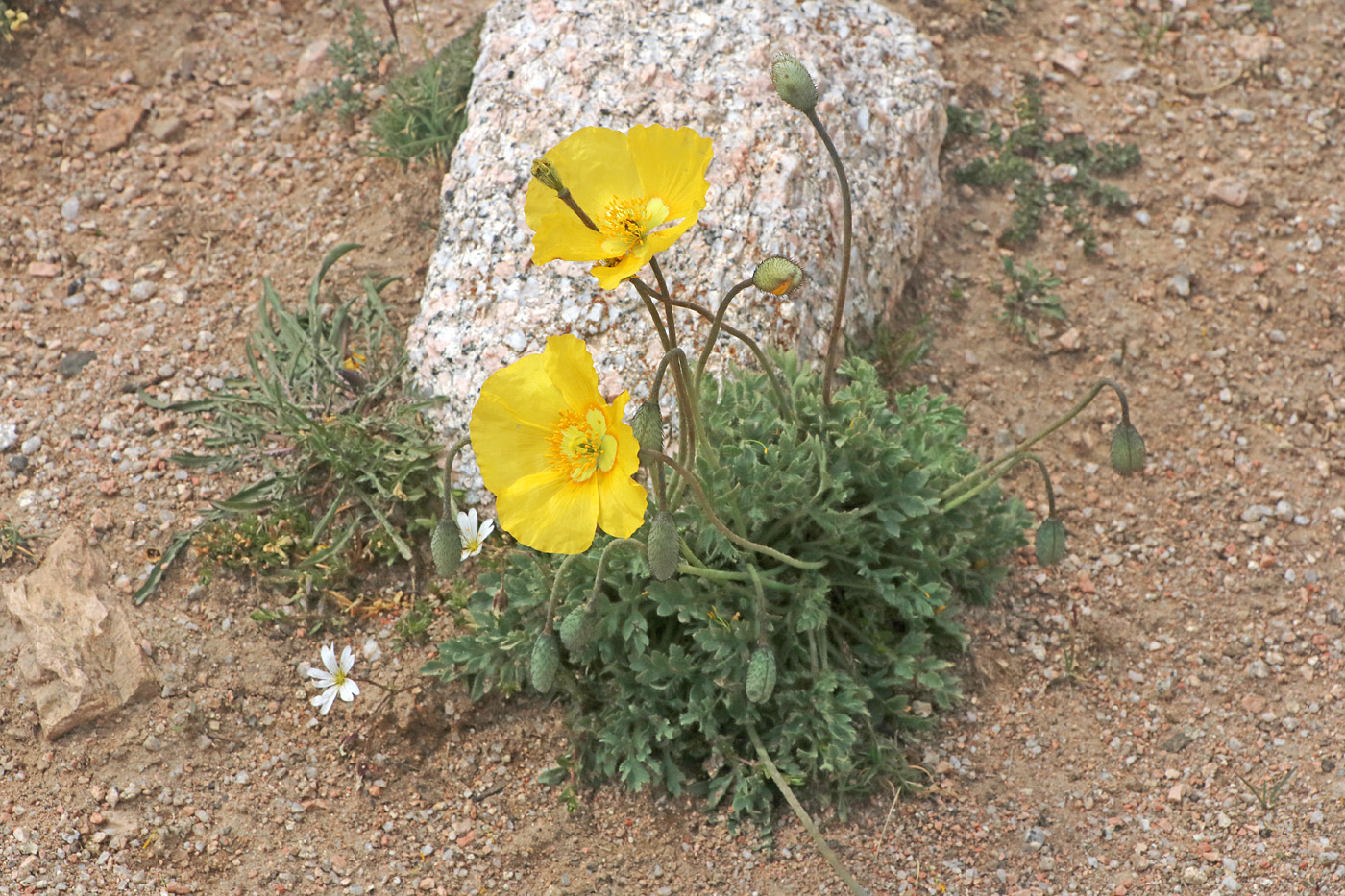 Изображение особи Papaver croceum.