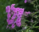 Phlox paniculata. Соцветия с бутонами и цветками. Московская обл., Раменский р-н, окр. дер. Хрипань, садовый участок. 29.07.2020.
