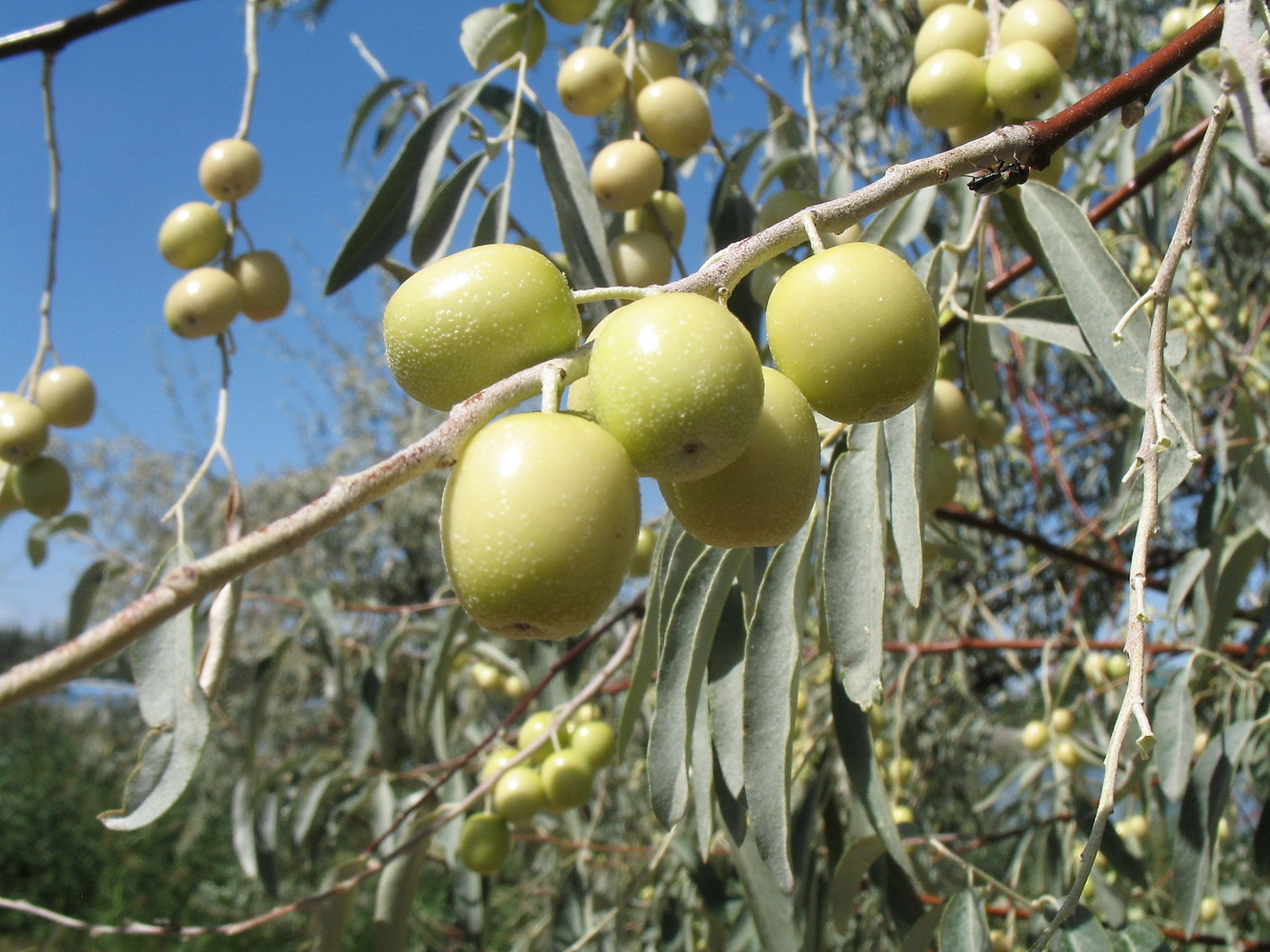 Image of Elaeagnus oxycarpa specimen.